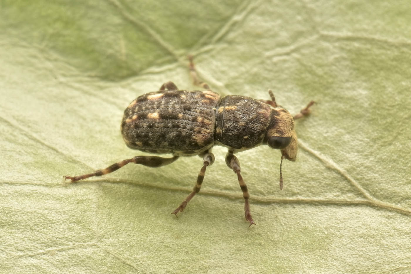 Anthribidae: Ulorhinus bilineatus